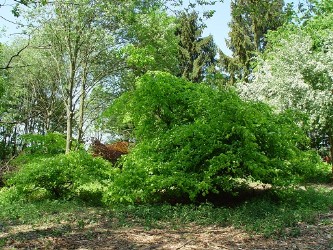 Süntelbuche im Reservat der Fam. Dönig