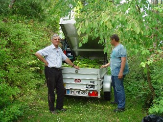 Voller Anhänger mit jungen Süntelbuchen